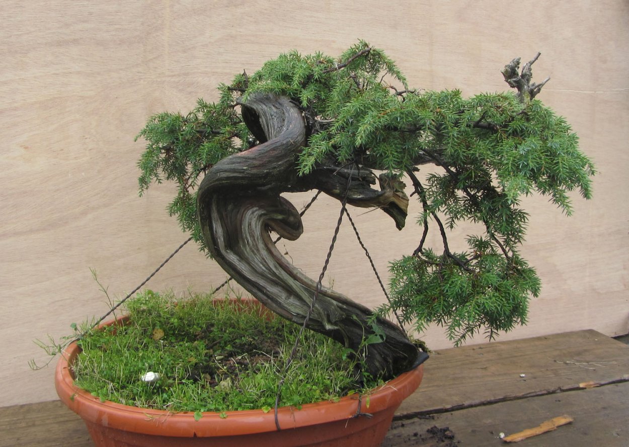 Можжевельник казацкий бонсай