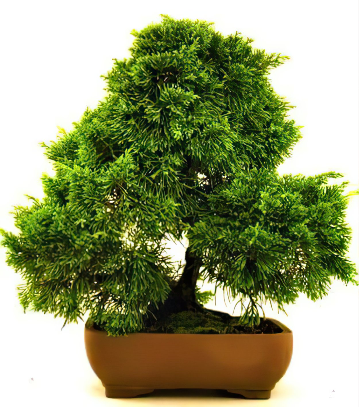 Бонсай Майоги можжевельник