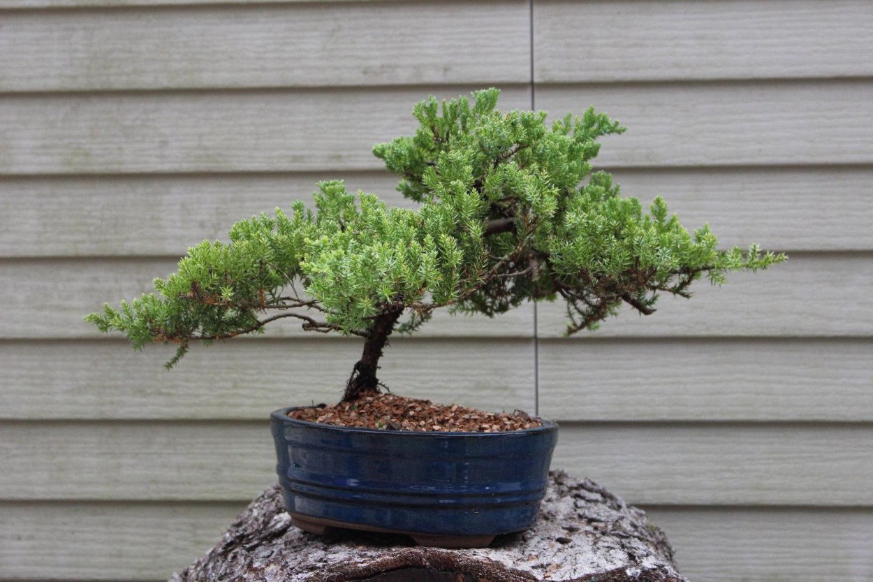 Можжевельник Каскад бонсай