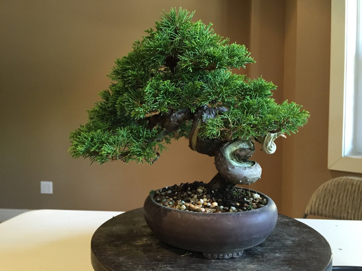 Джунипер бонсай