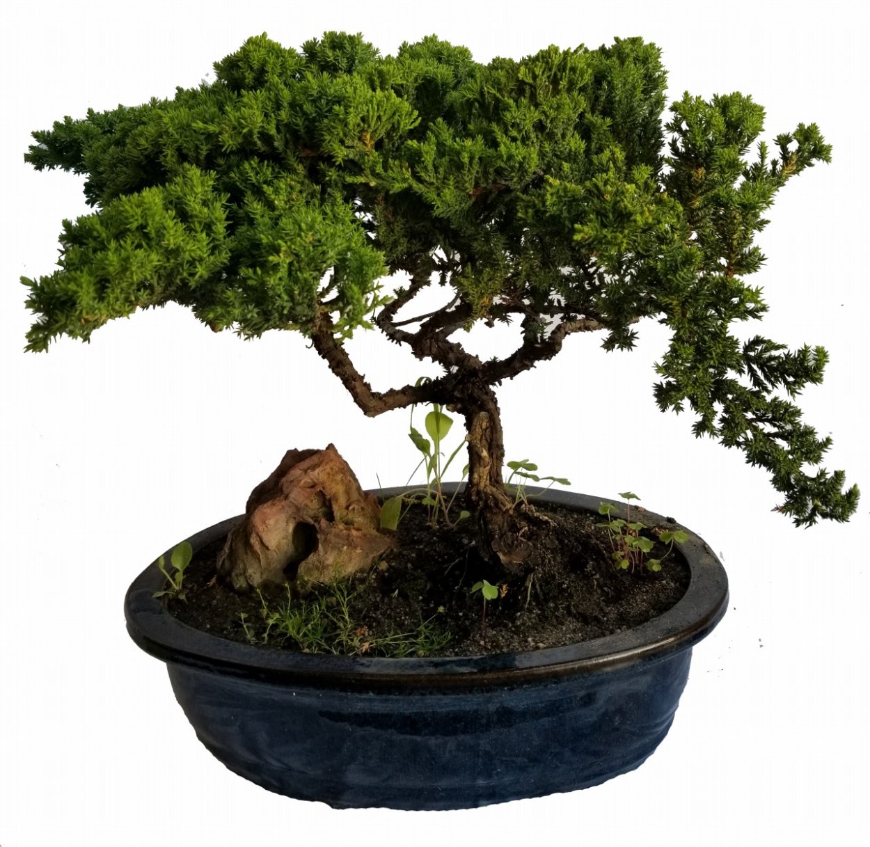 Juniperus procumbens Bonsai