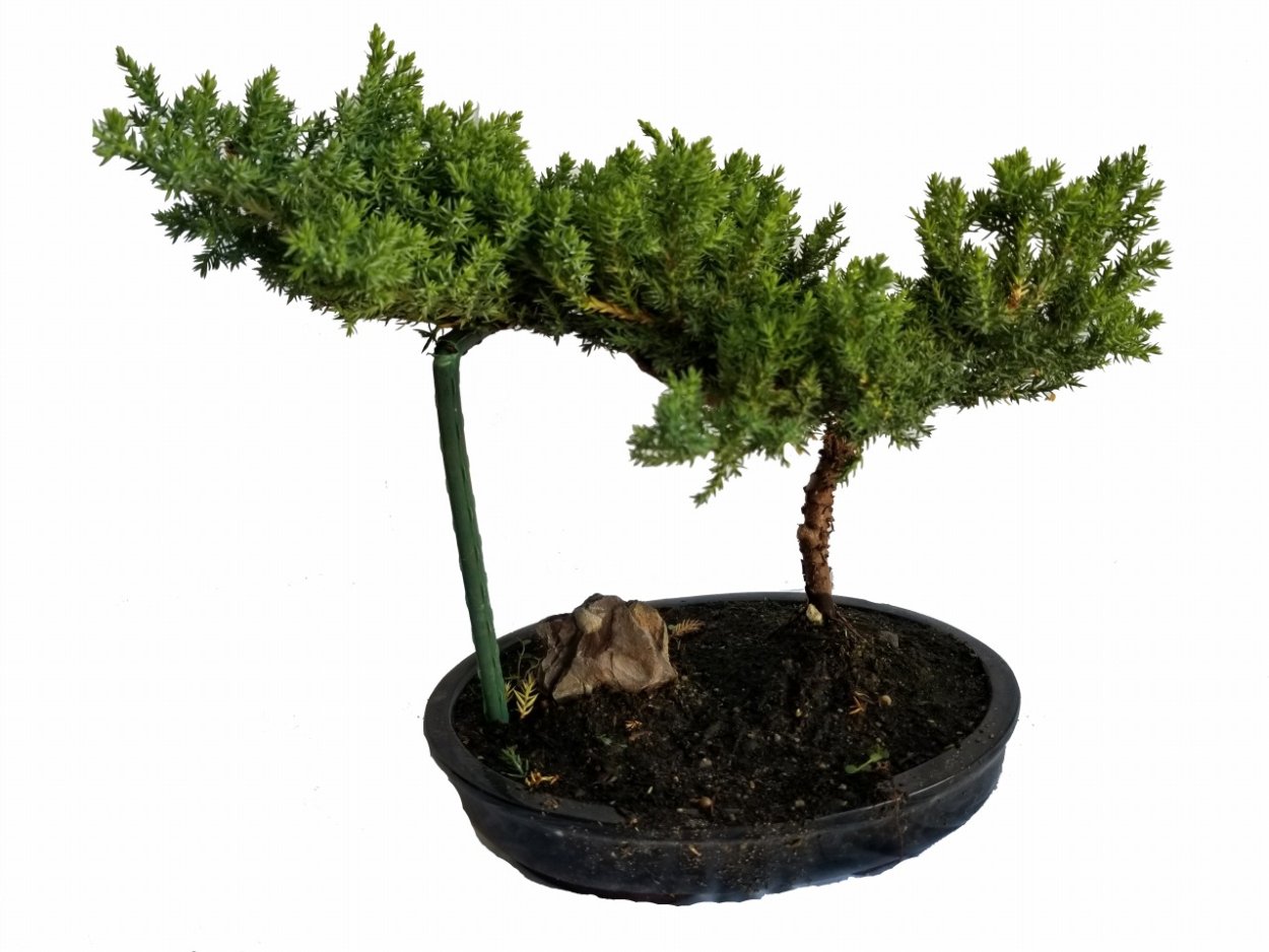 Бонсай орешник