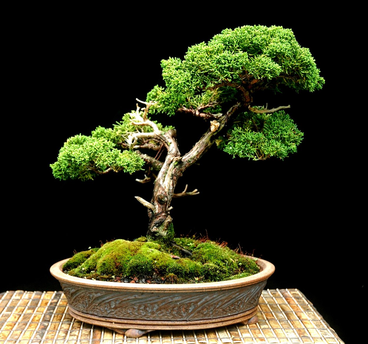 Блю Альпс бонсай