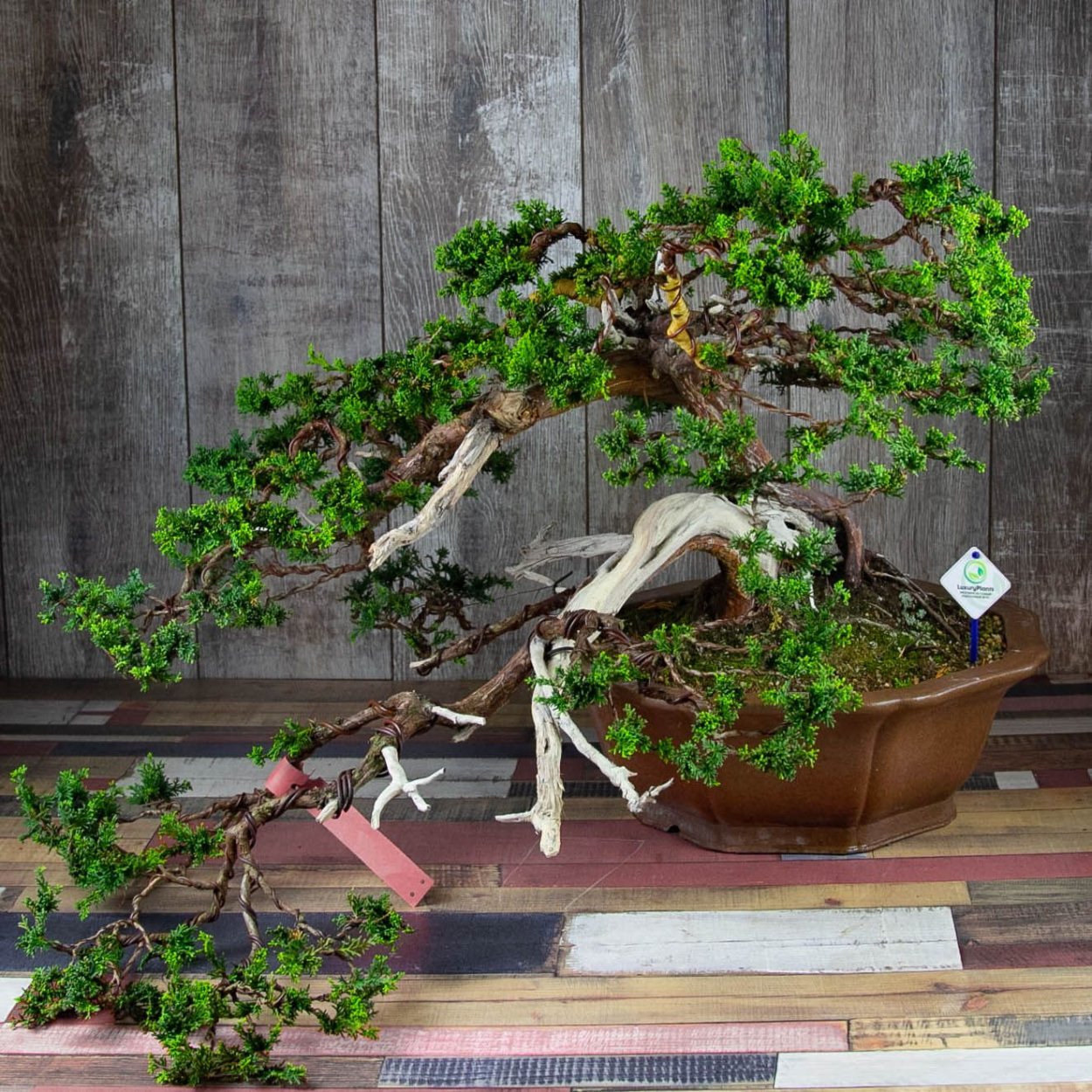 Сосны бонсай Каскад