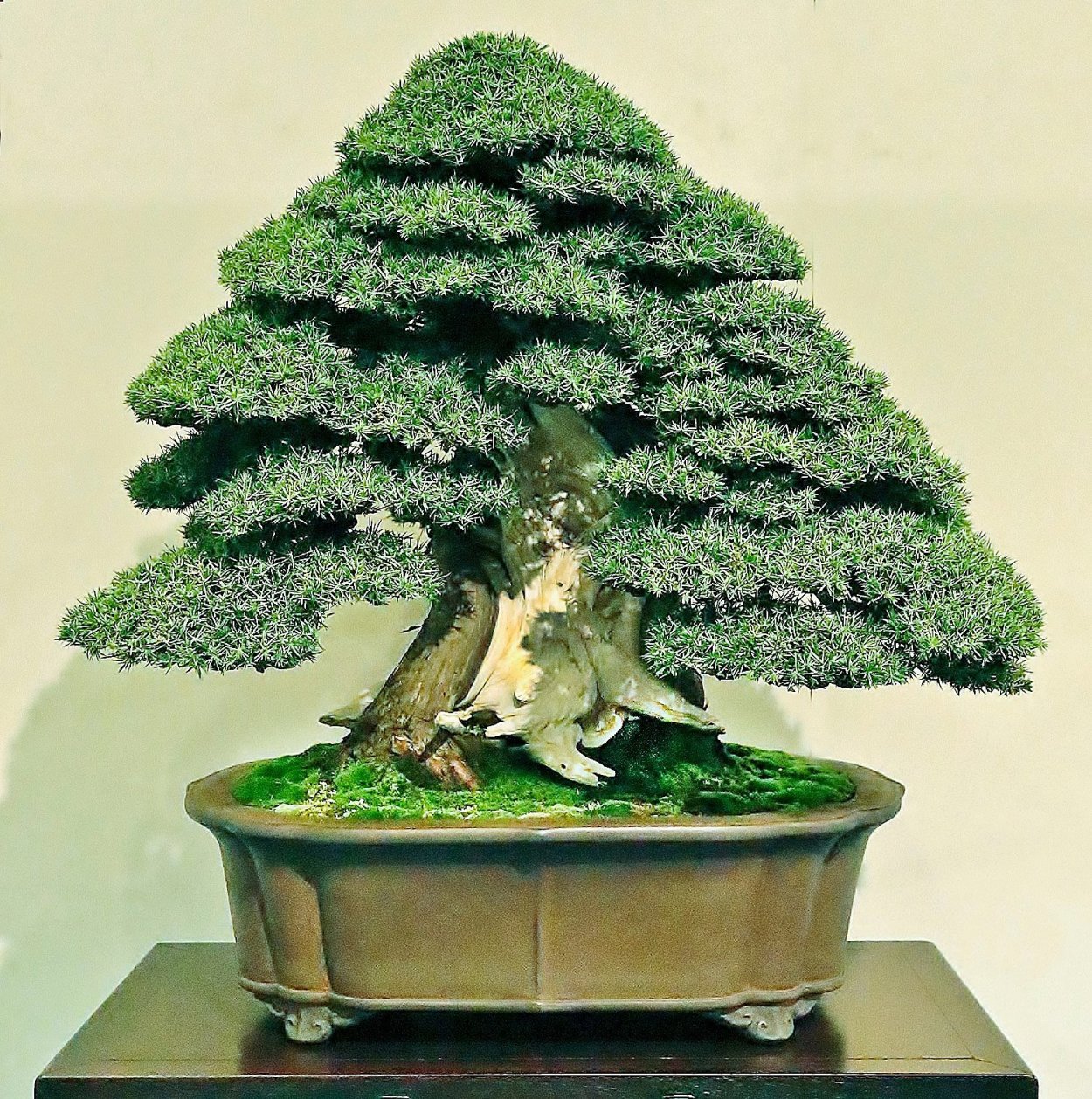 Можжевельник казацкий ниваки