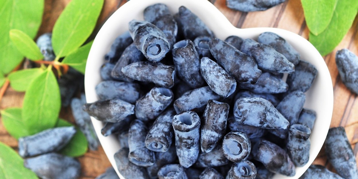 Жимолость Герда