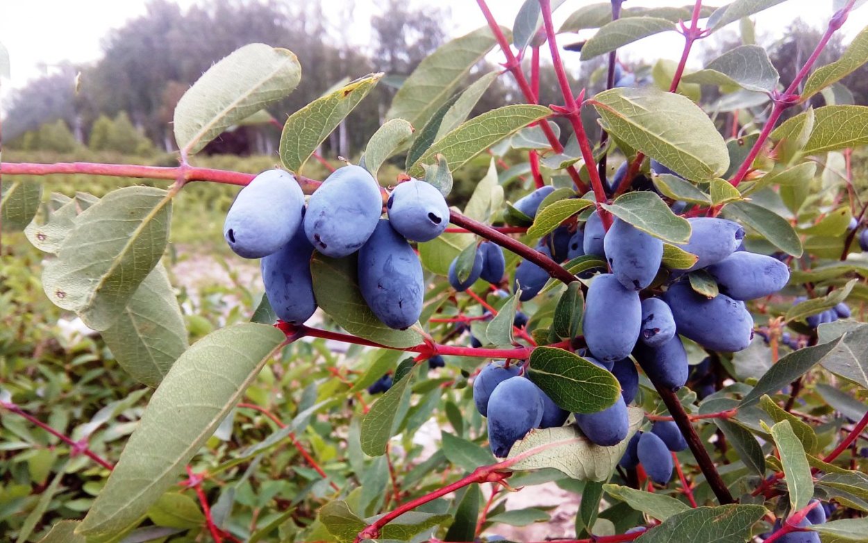 Жимолость Татарская ягоды