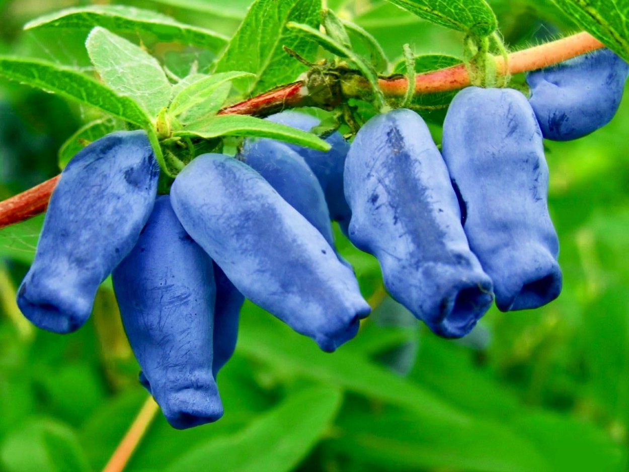 Жимолость Лесная обыкновенная
