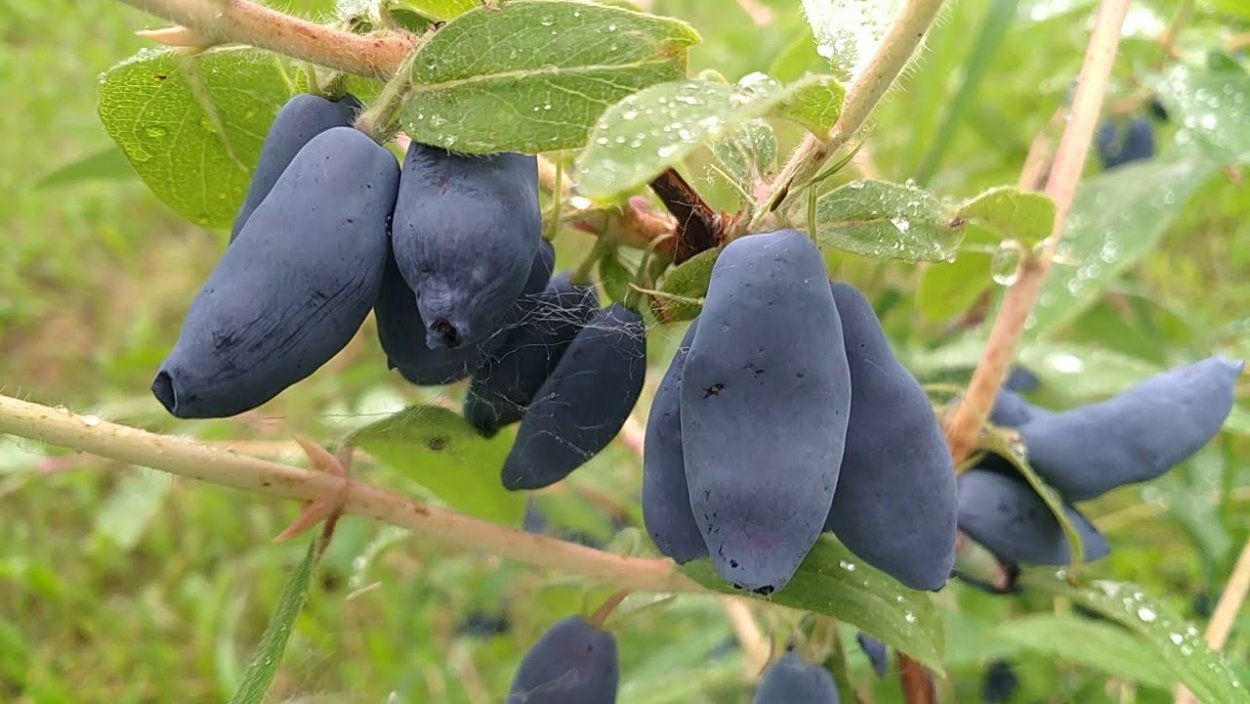Жимолость съедобная волшебница