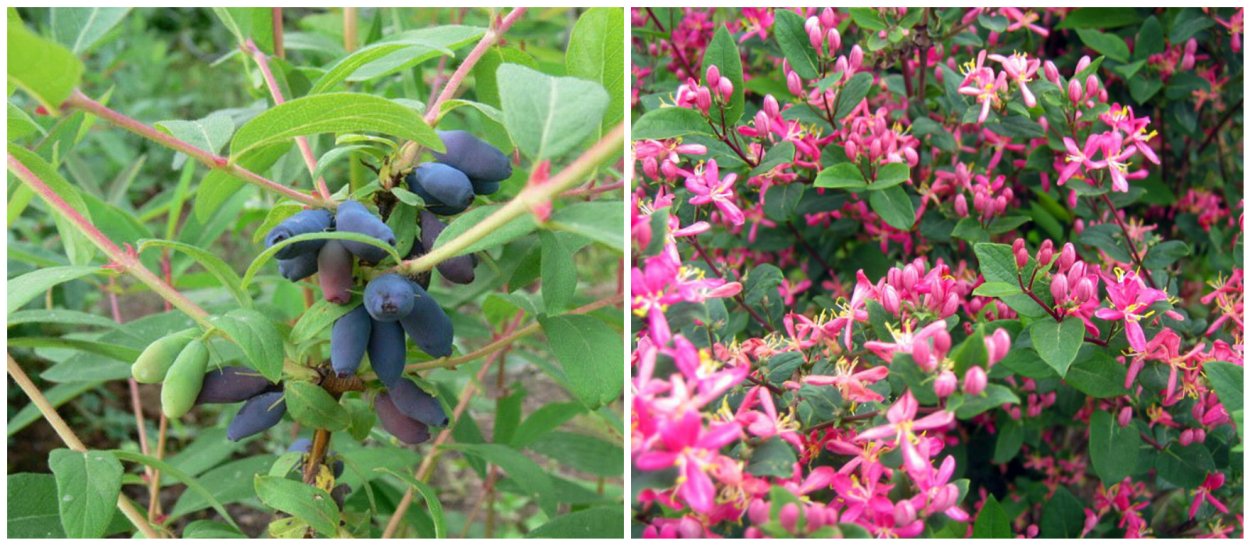 Жимолость неопадающая