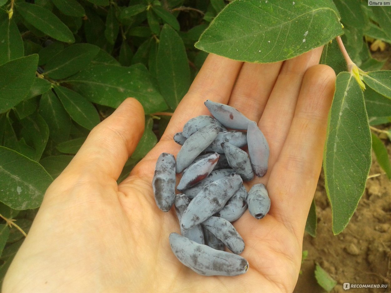 Жимолость Бореал Близзард