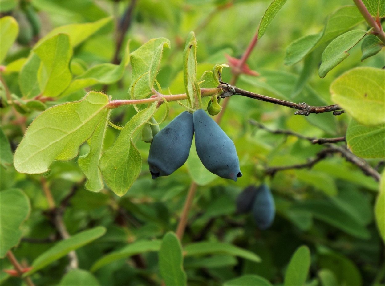 Жимолость нимфа в полный рост