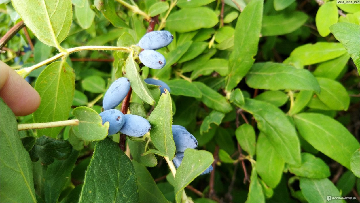 Жимолость Lonicera