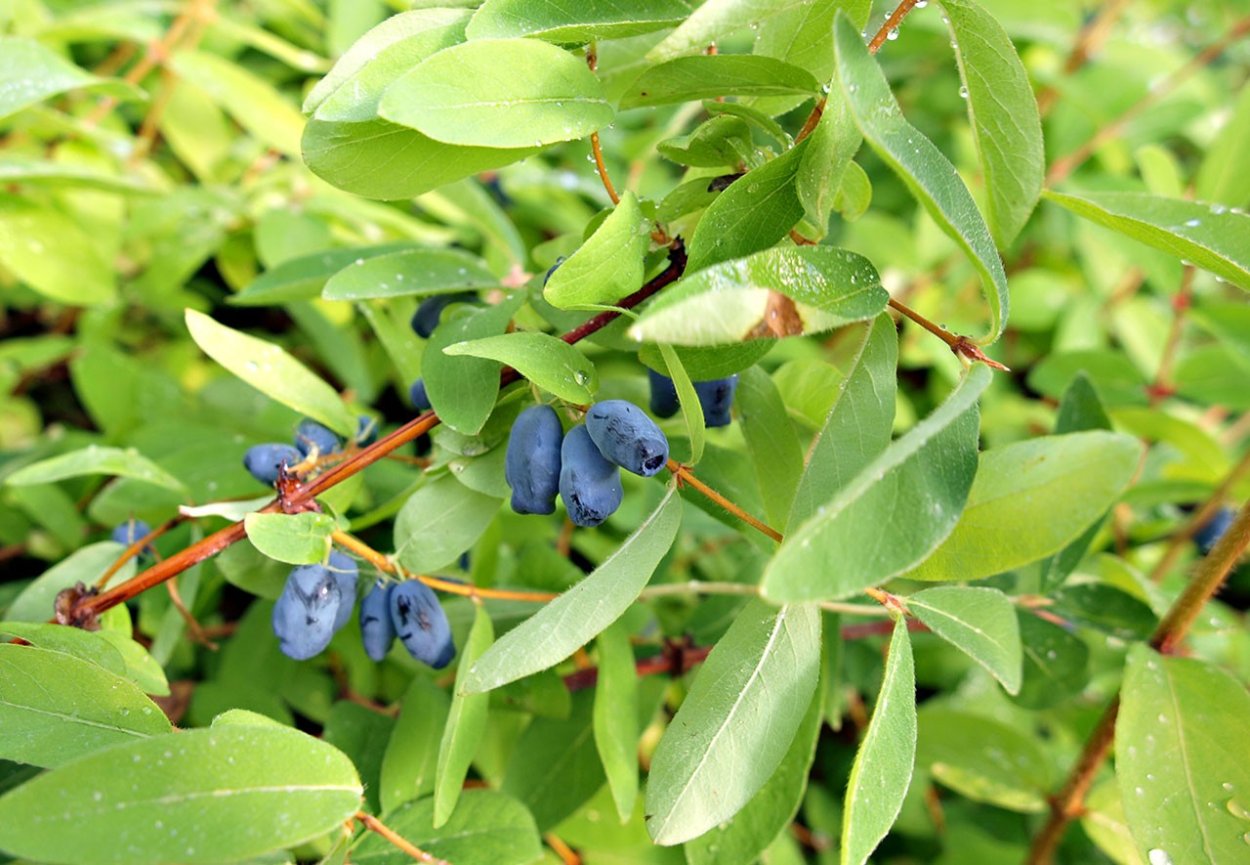 Жимолость ягода