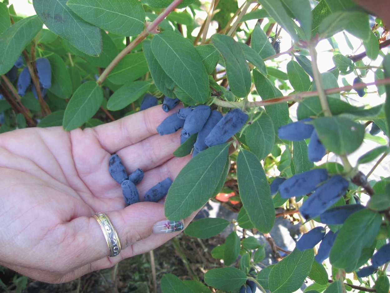 Жимолость не съедобная куст