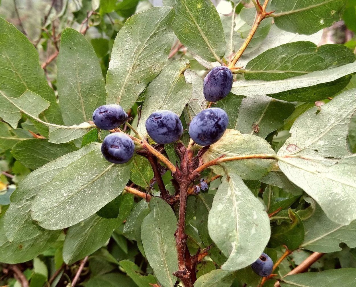 Жимолость Черничка