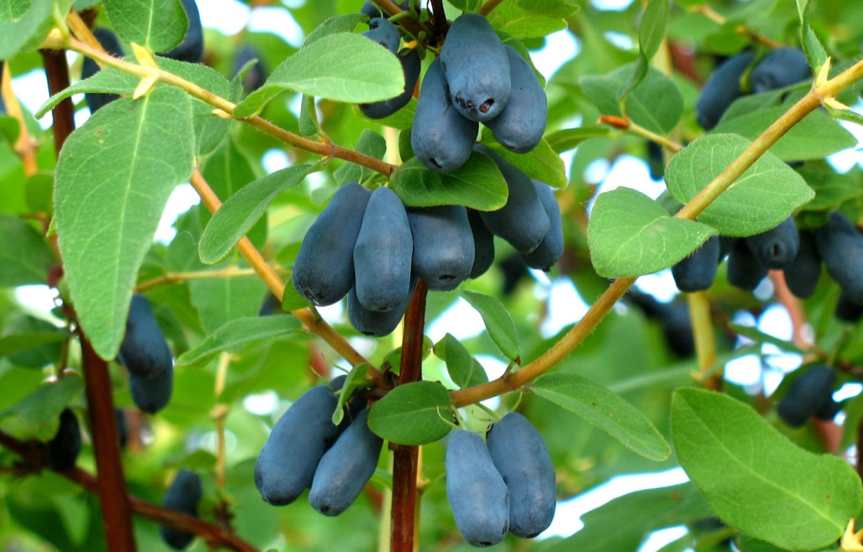 Жимолость Нижегородская ранняя