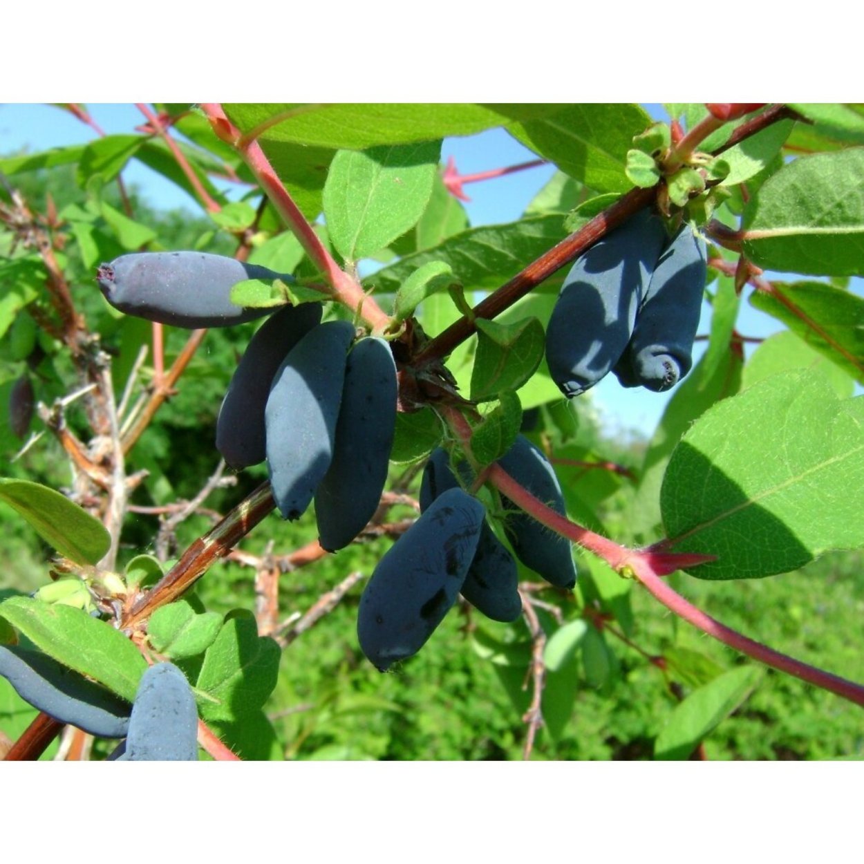 Жимолость Камчадалка