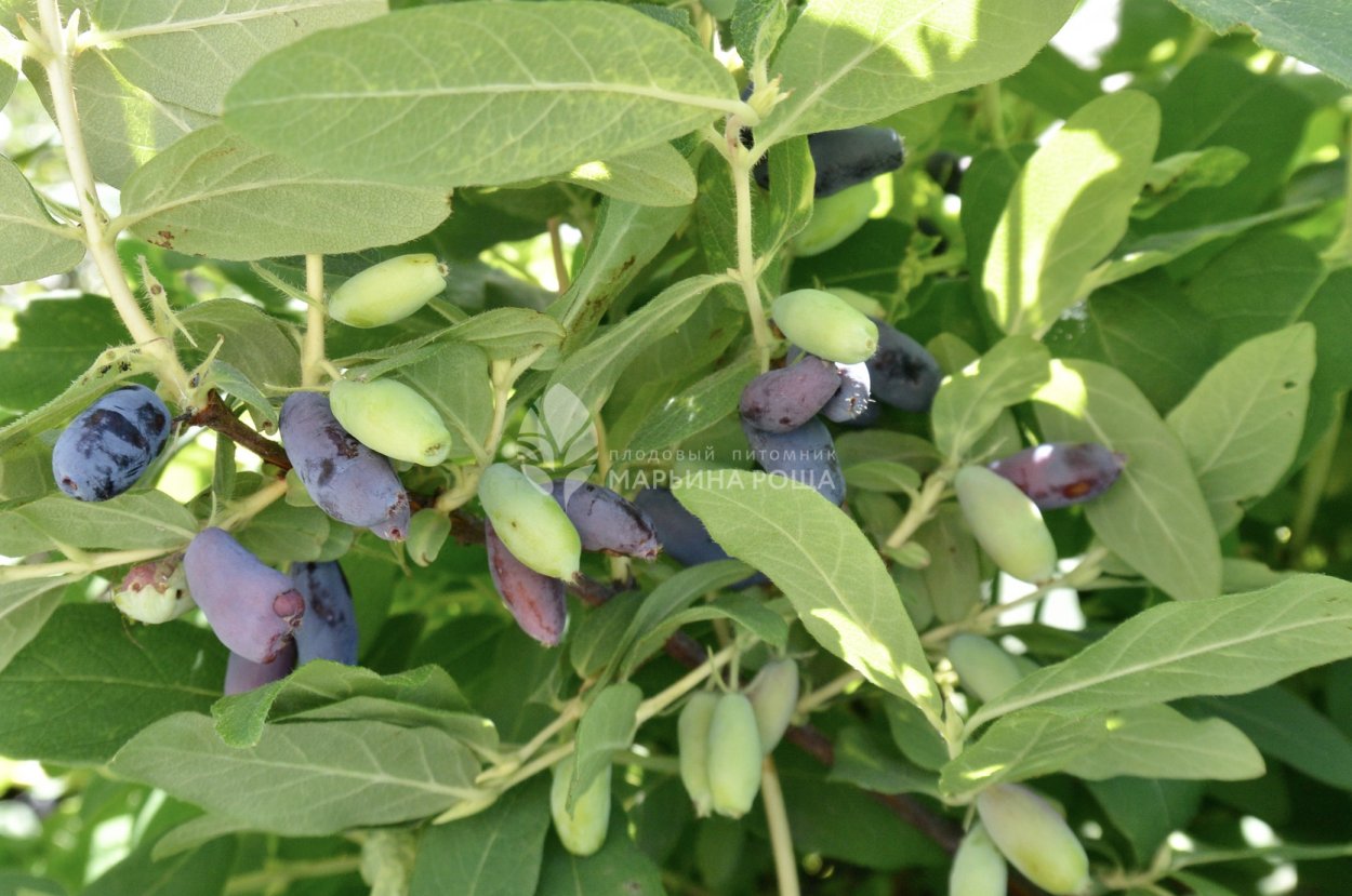 Жимолость Длинноплодная