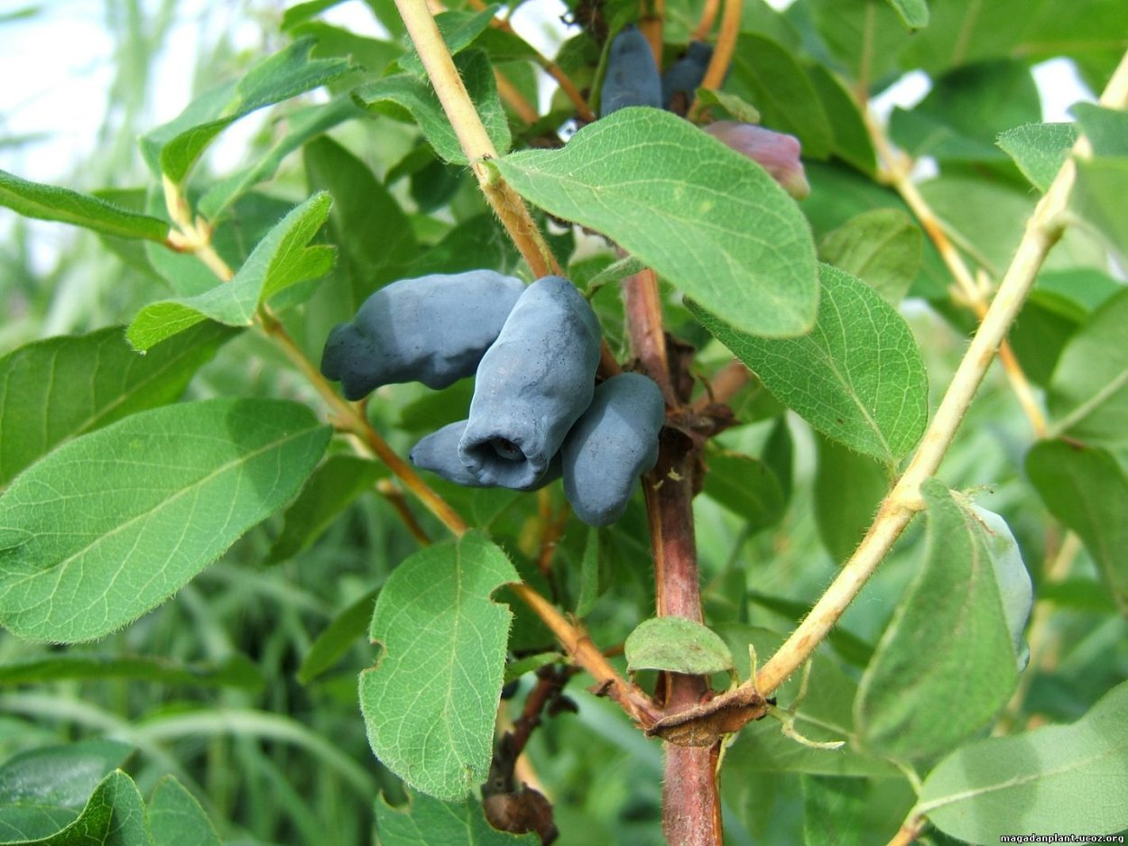 Черника миртолистная