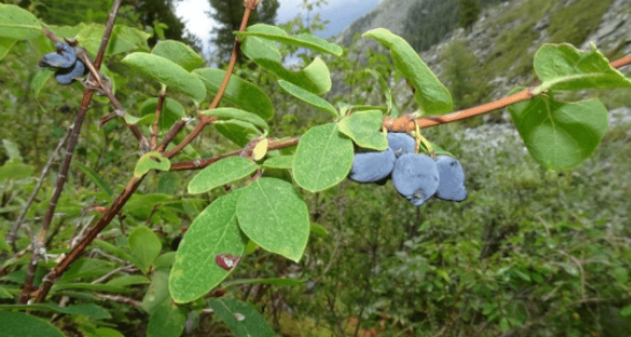 Жимолость съедобная восторг