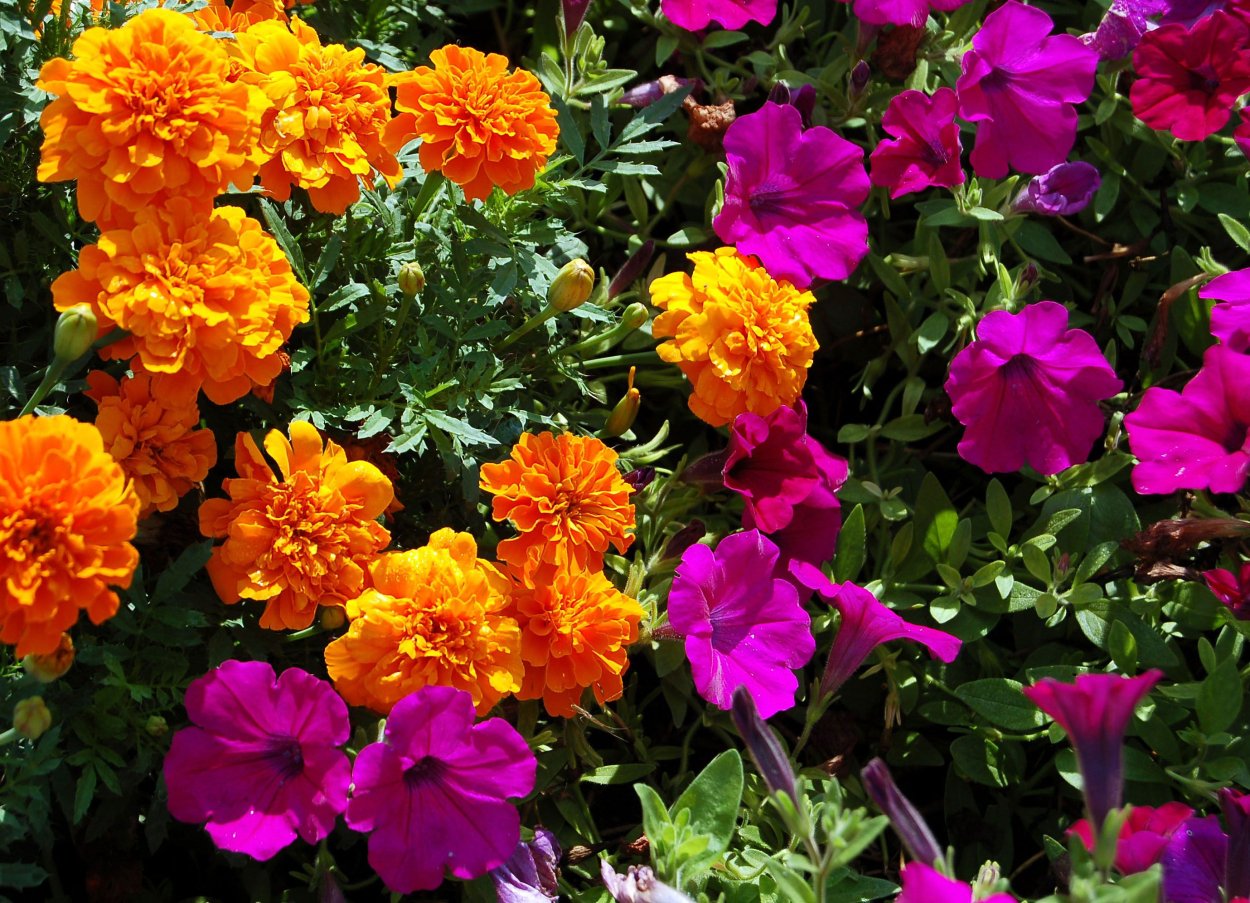 Астра бархатцы петуния