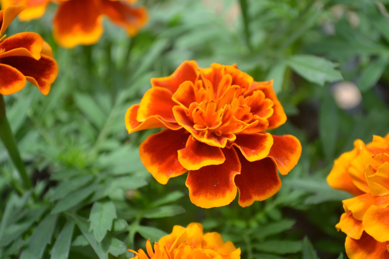 Бархатцы Дискавери оранж