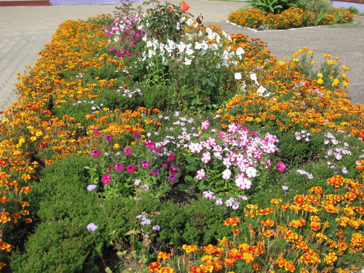 Клумбы бархатцы и петуньи