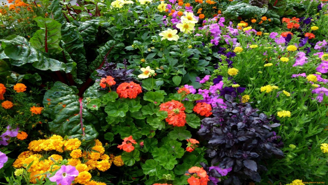 Миксбордер циннии бархатцы
