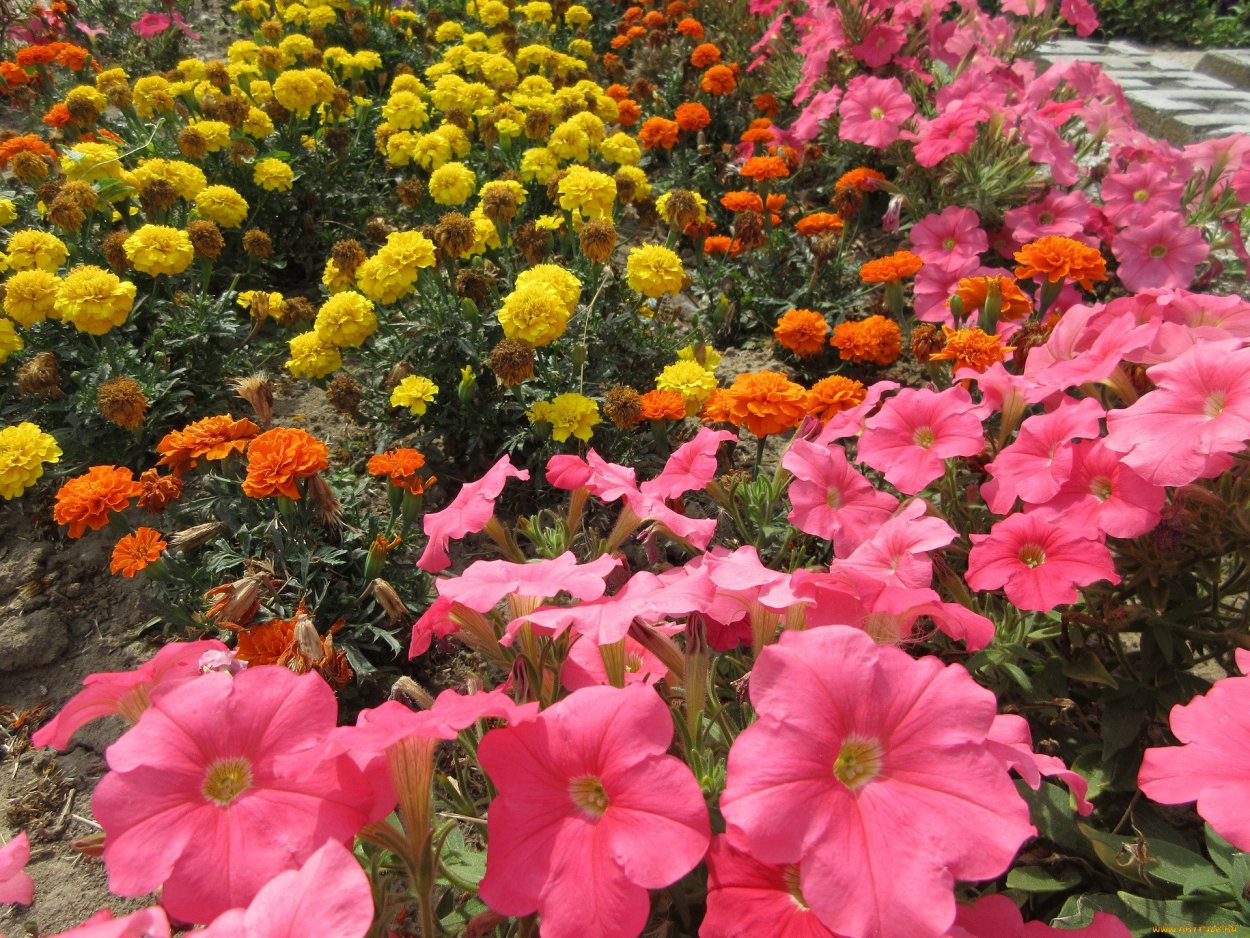 Бархатцы и петуния