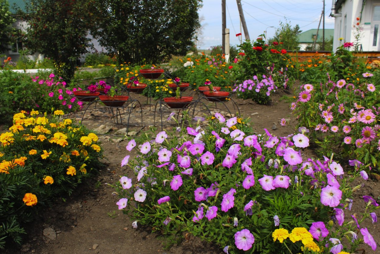 Петуния Тагетес