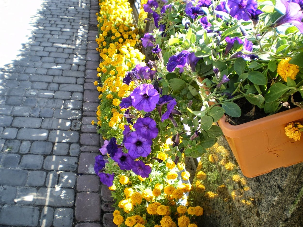 Виолы, бархатцы, петуньи