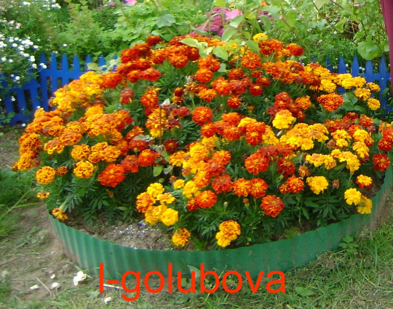 Петуния алиссум бархатцы львиный зев