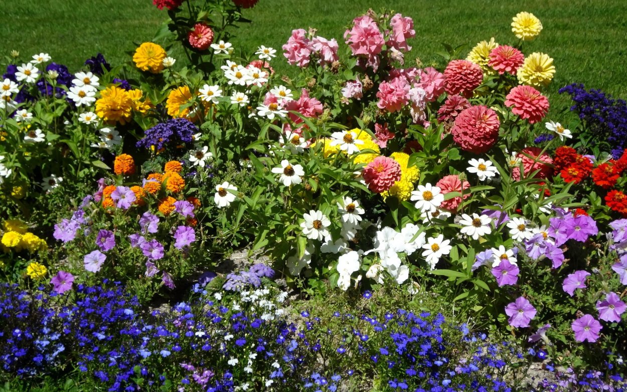 Бархатцы тонколистные бордюр