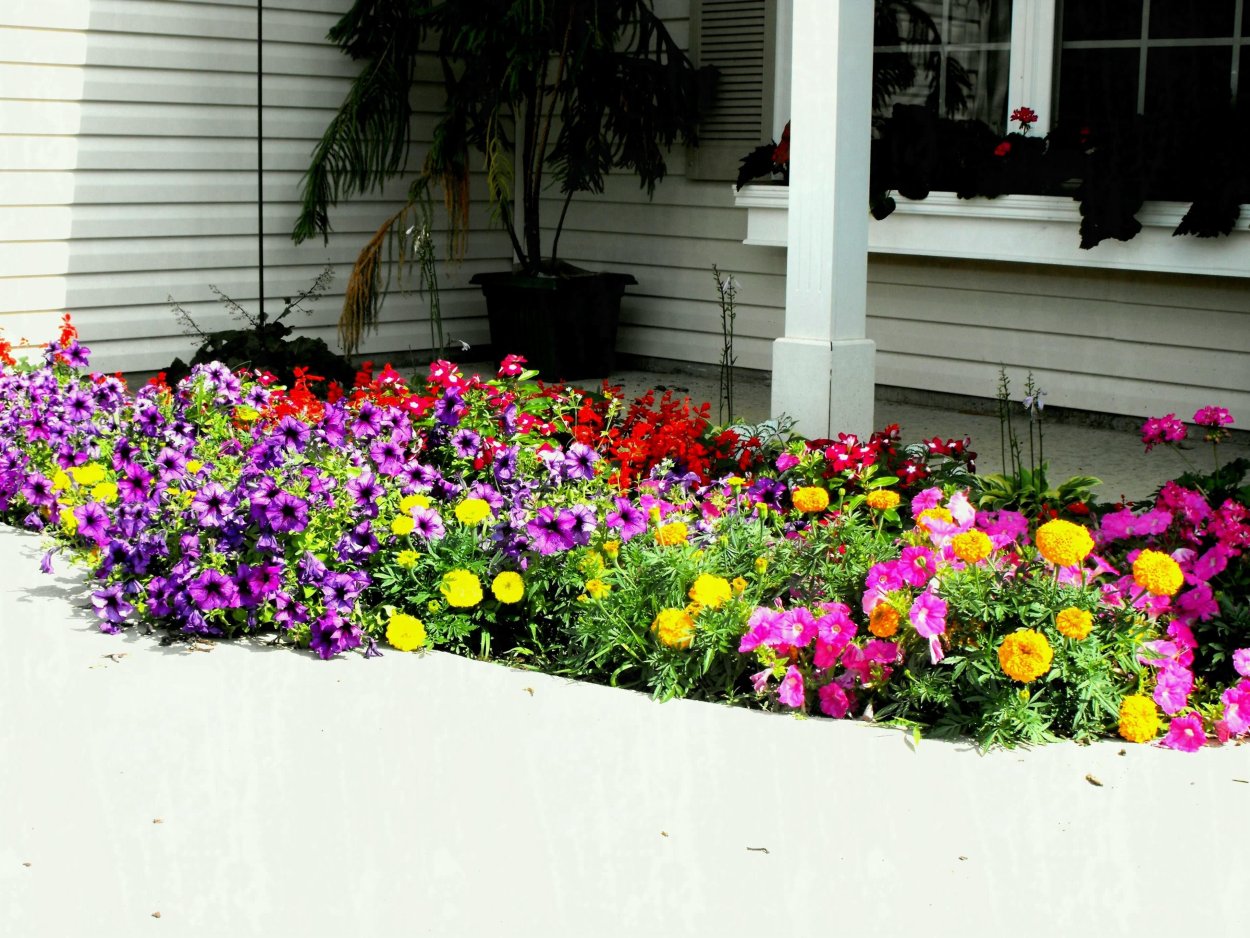 Рабатка из бархатцев и цинерарии