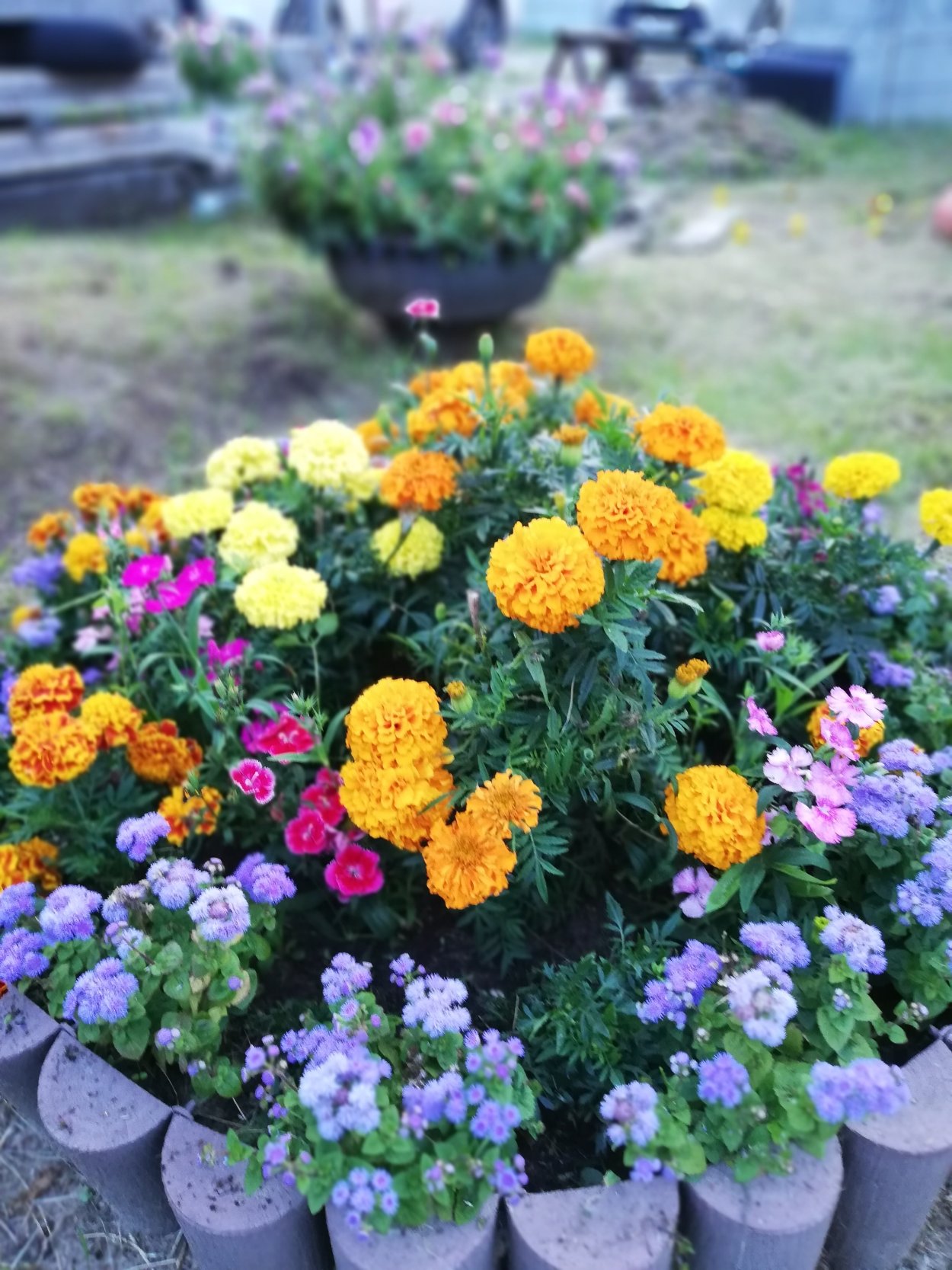 Моноклумба бархатцы