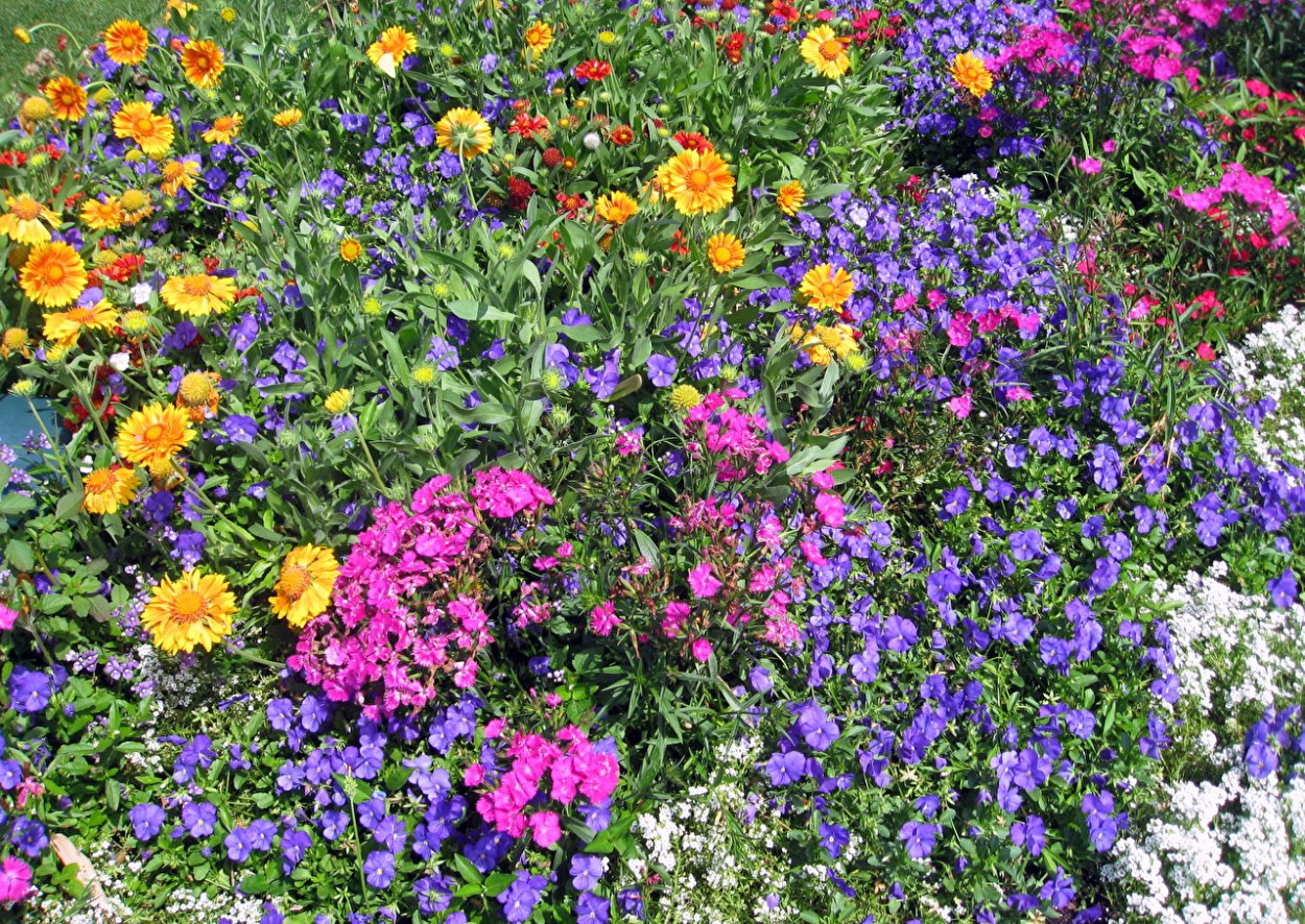 Портулак, Виола, бархатцы