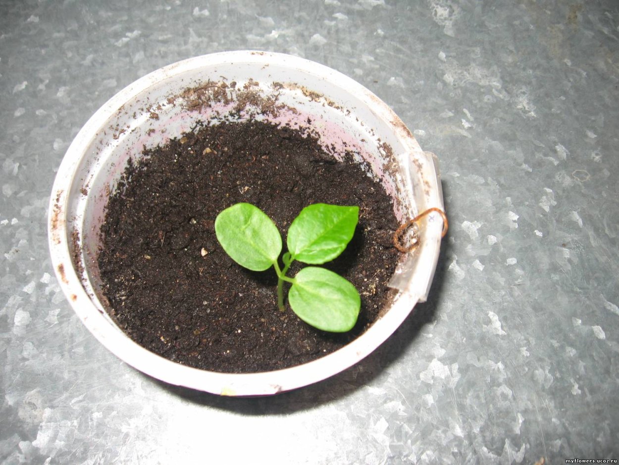 Маракуйя Росток