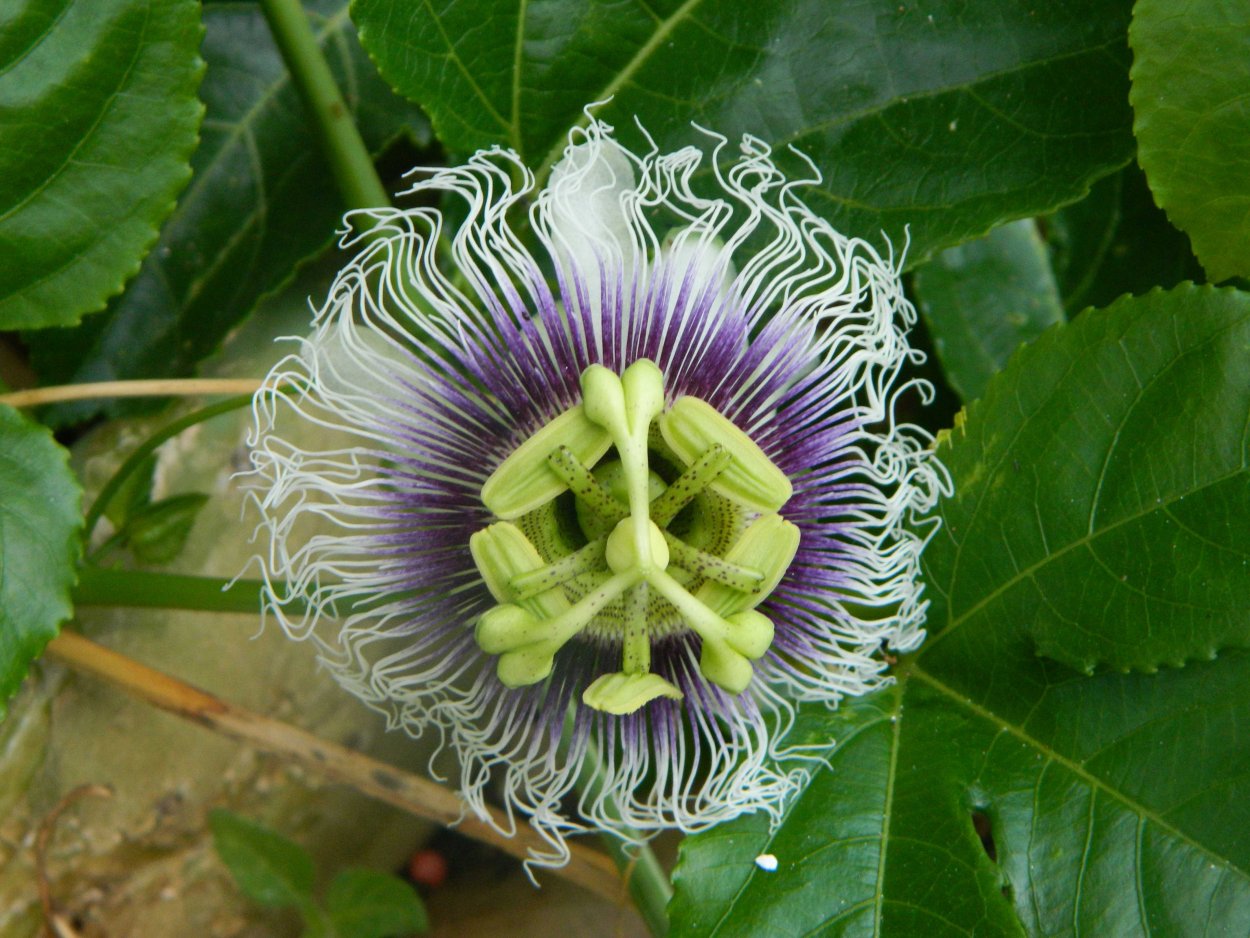 Росток в горшке