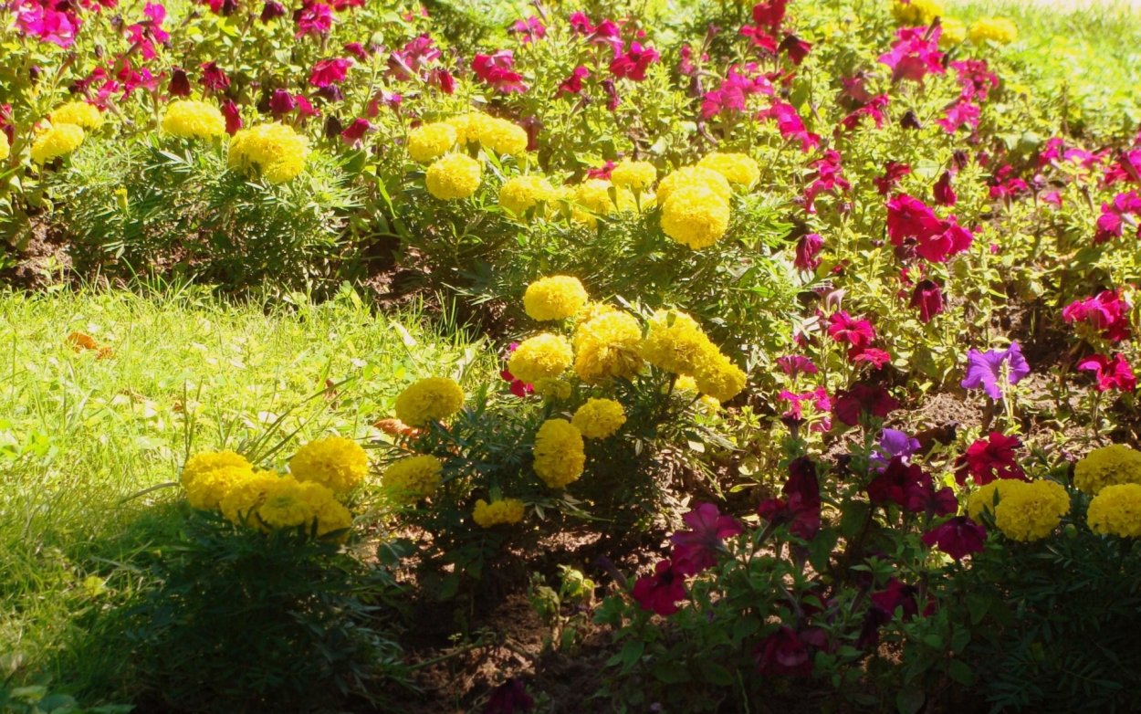 Петуния, настурция, бархатцы