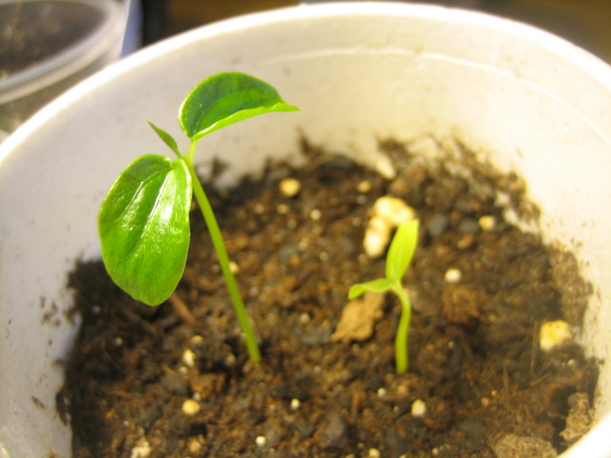 Пассифлора Росток