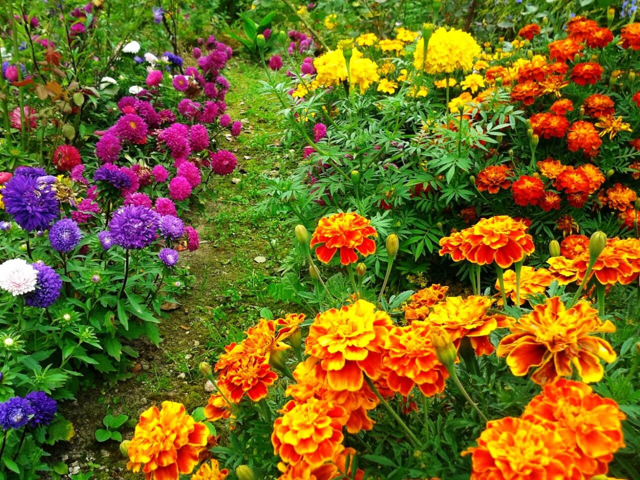 Клумба бегония бархатцы и петуния