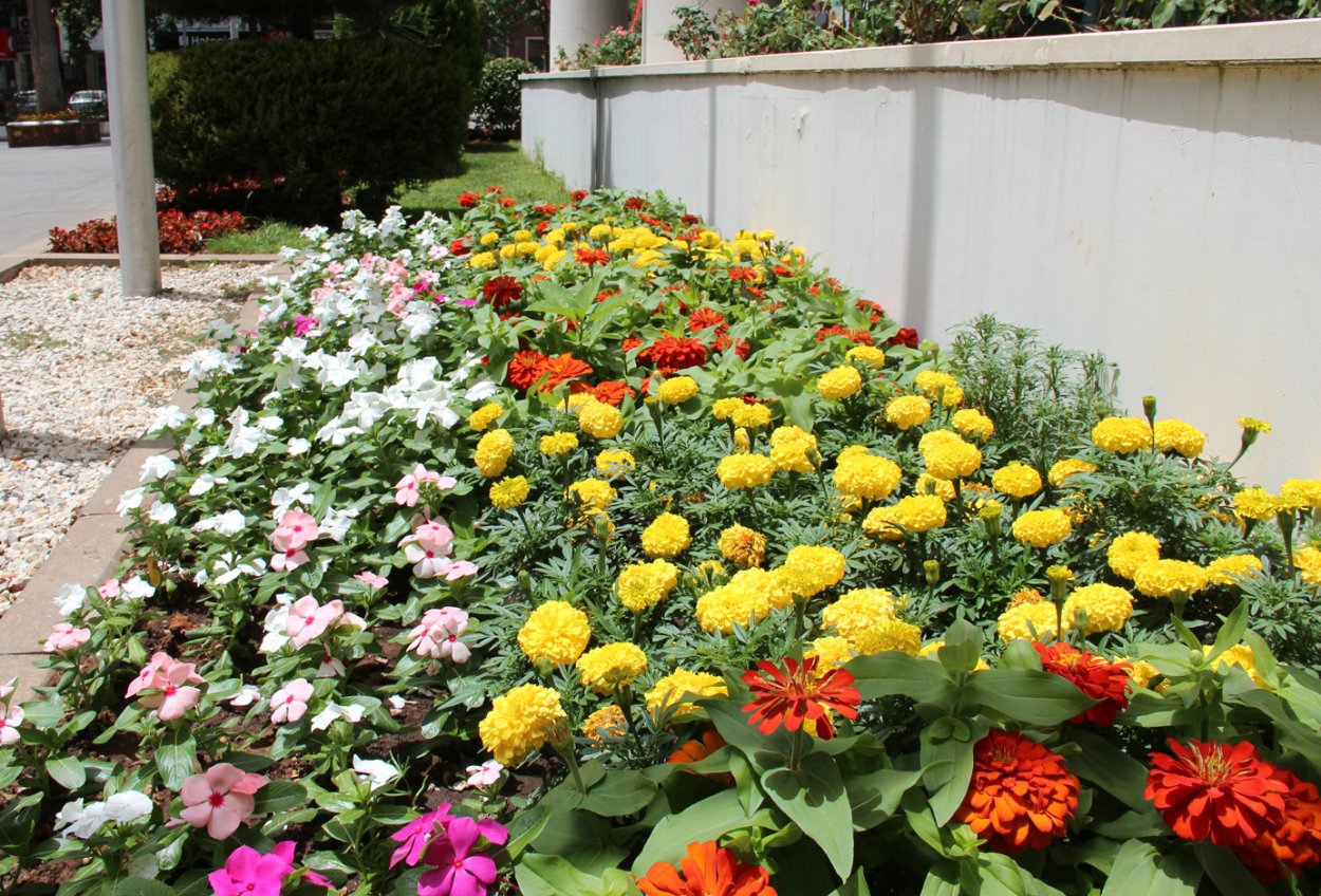 Цинерария серебристая однолетник