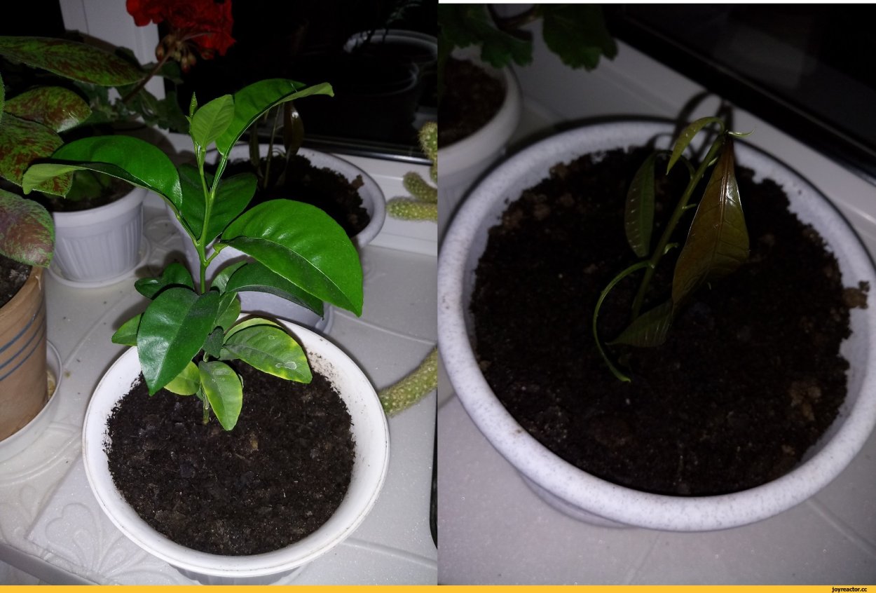 Маракуйя в горшке из косточки