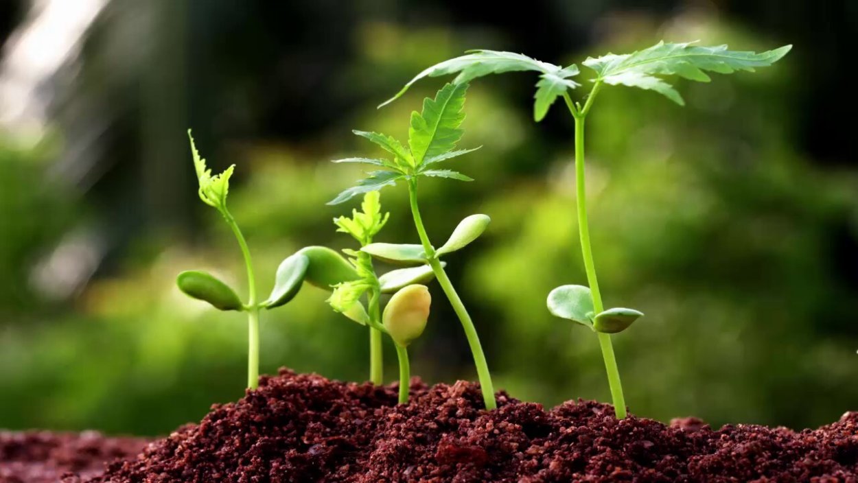 Гранадилла из семян