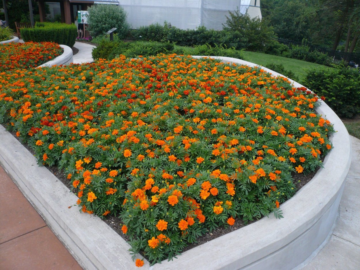 Астра бархатцы петуния