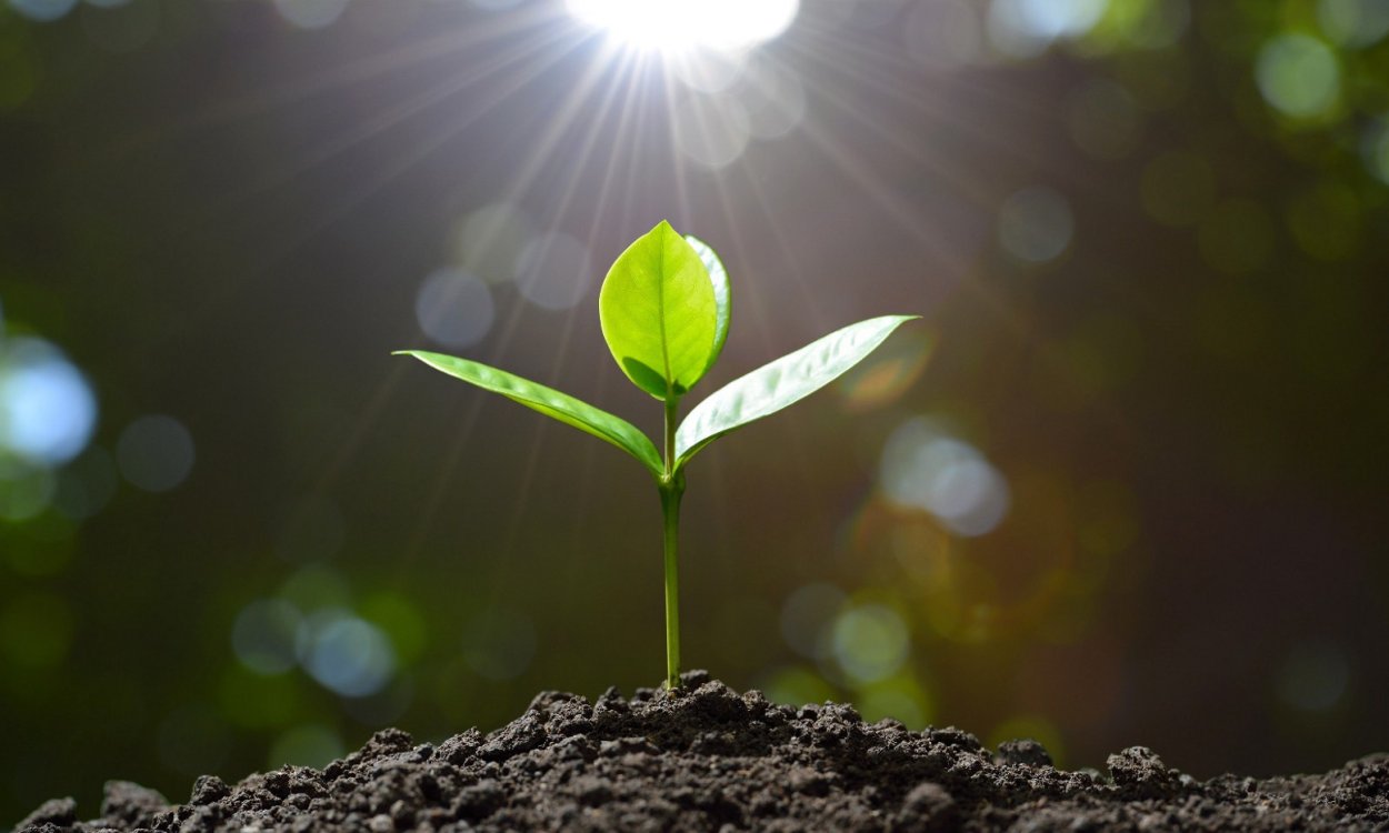 Киви бонсай