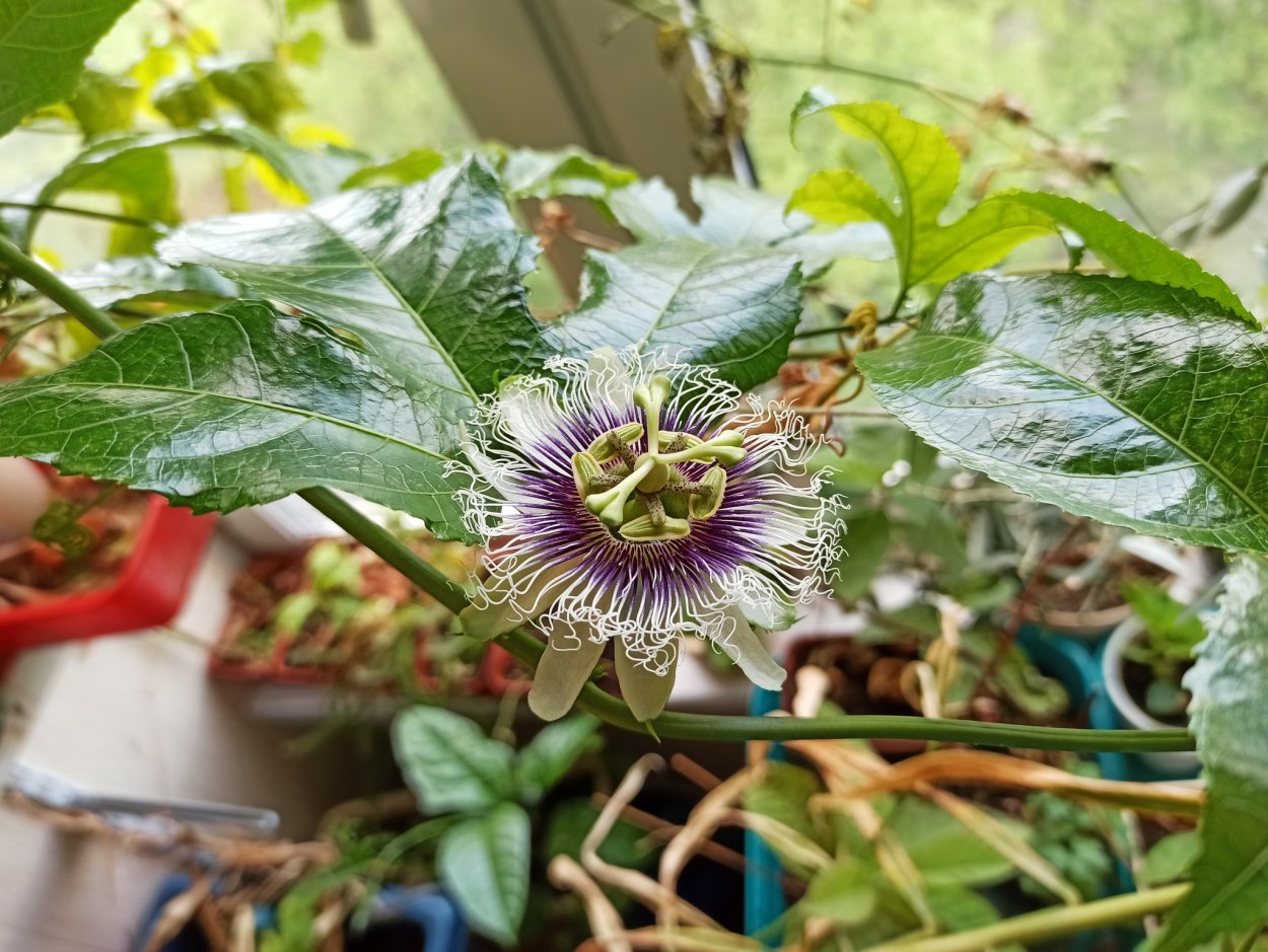 Росток из семени