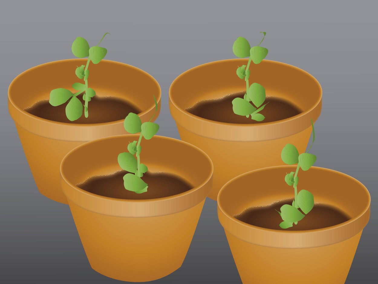 Семена тамаринда