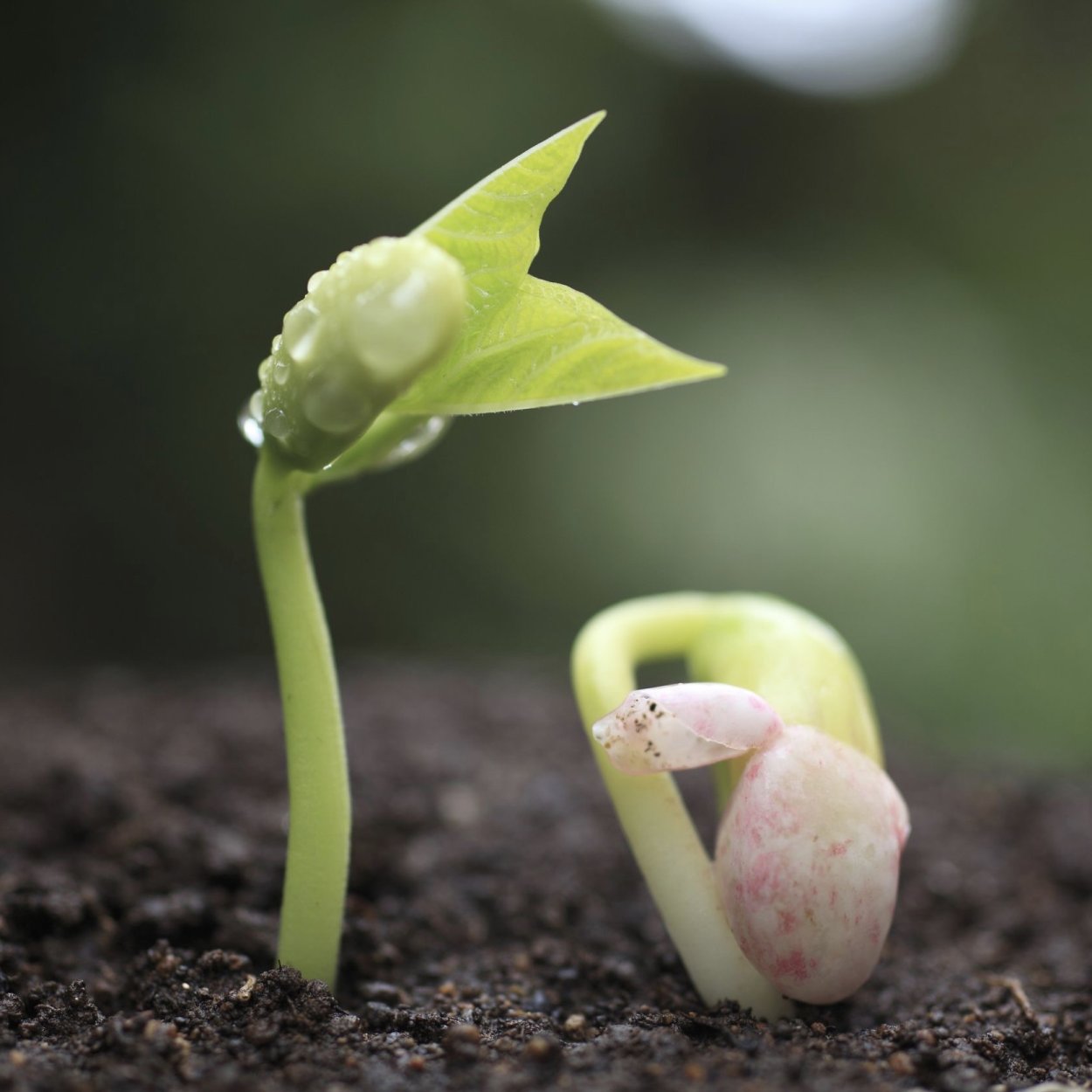 Цветок растет в почве